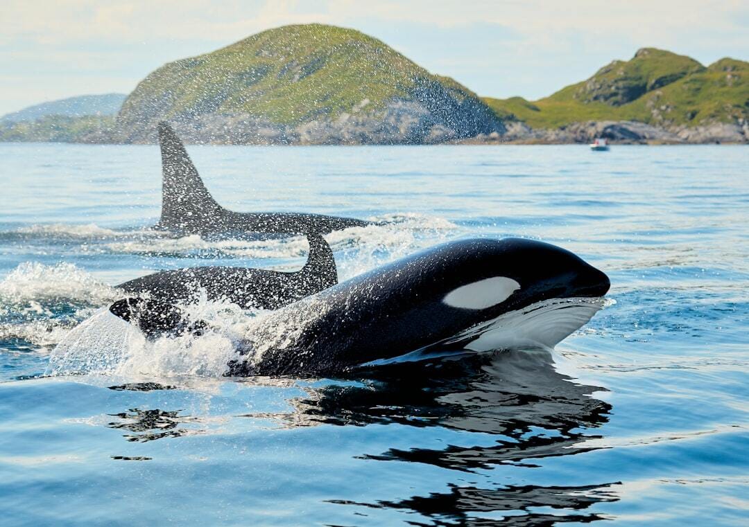 Close Encounter with Killer Whales in Arctic Norway