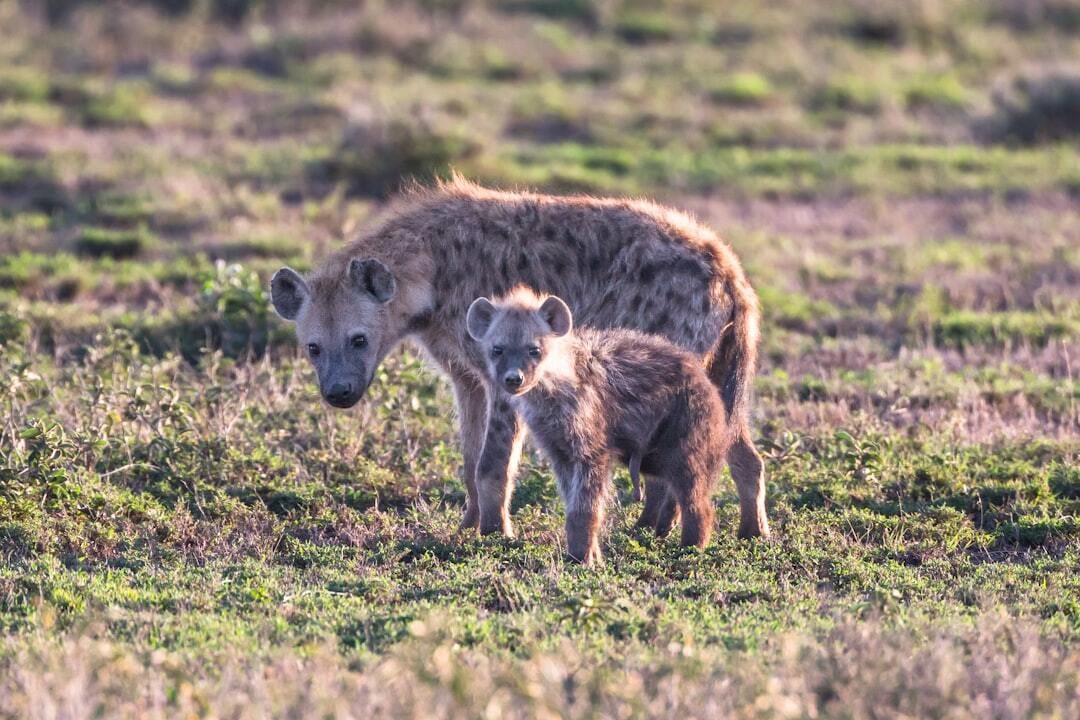 Hyenas can be cute too