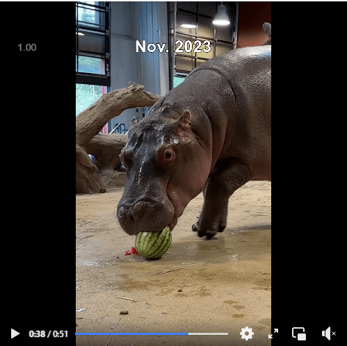Omo the hippo, one of the Cheyenne Mountain Zoo’s most playful residents