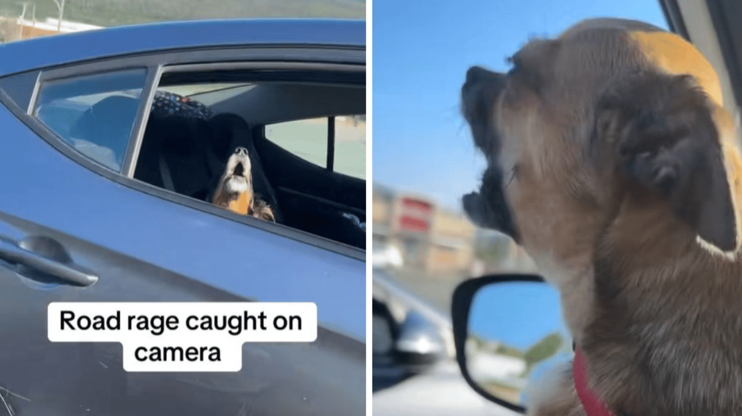 Two dogs bark at one another in a road rage incident.
