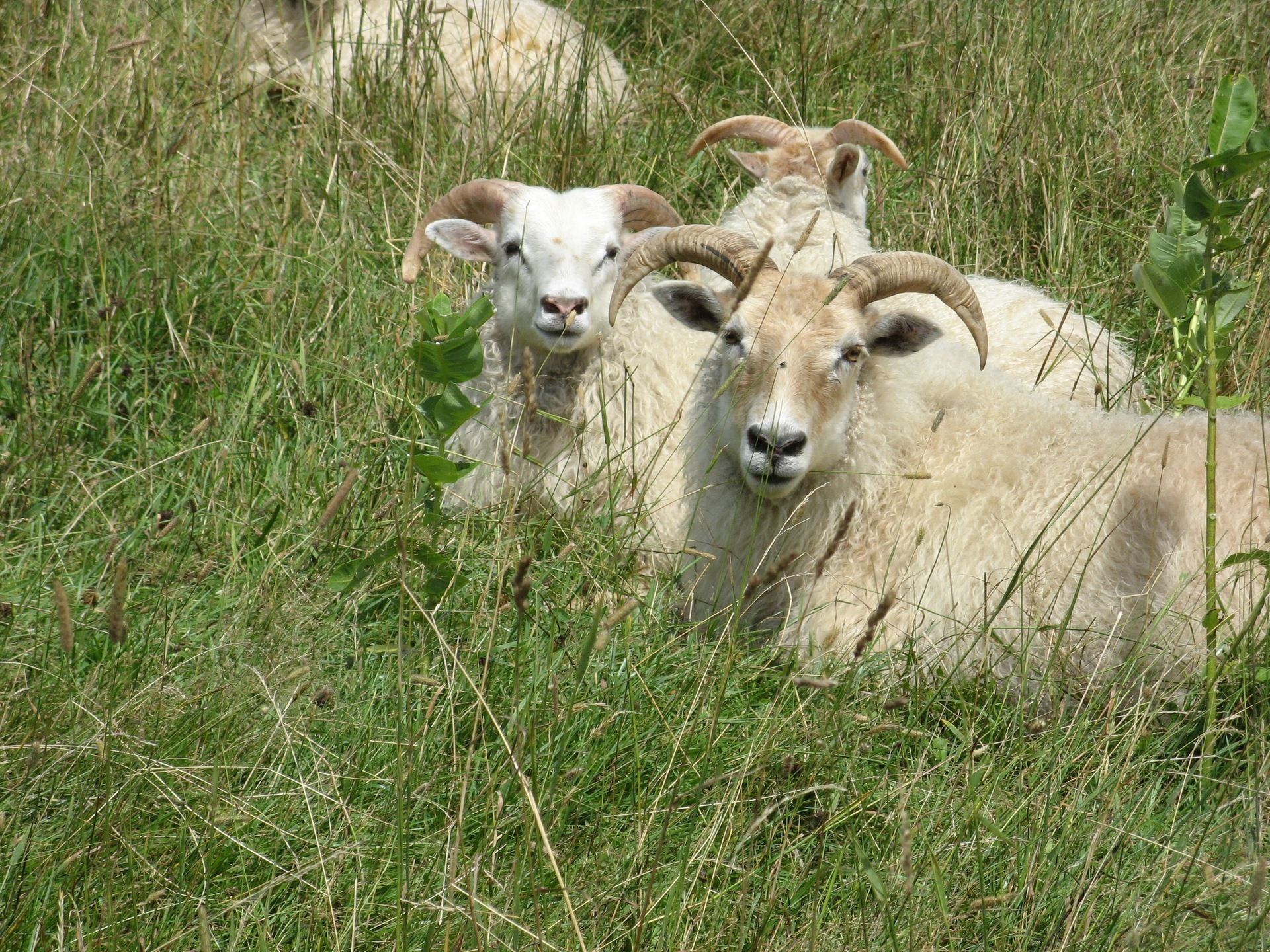 Three white Icelandic sheep lying in the grass. Two are facing the camera, one is turned away.
