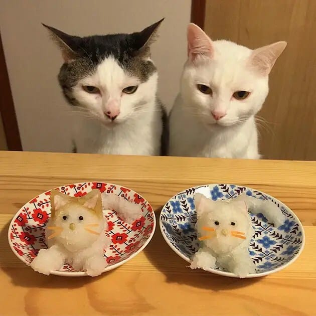 gatos-observando-humanos-cenar-naomiuno-10