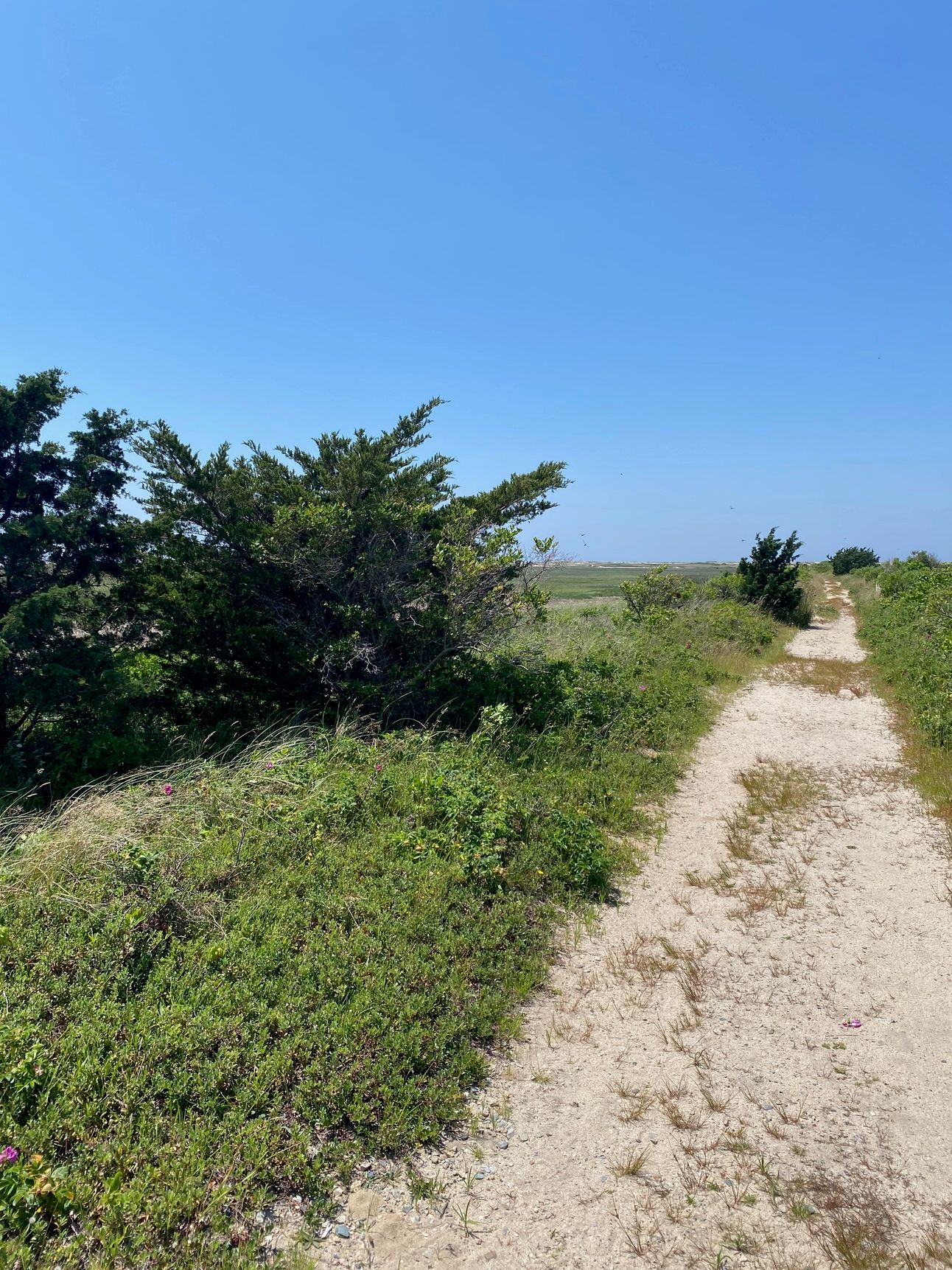 A path through a salt marsh, with a cedar tree in the foreground, under a blue sky.