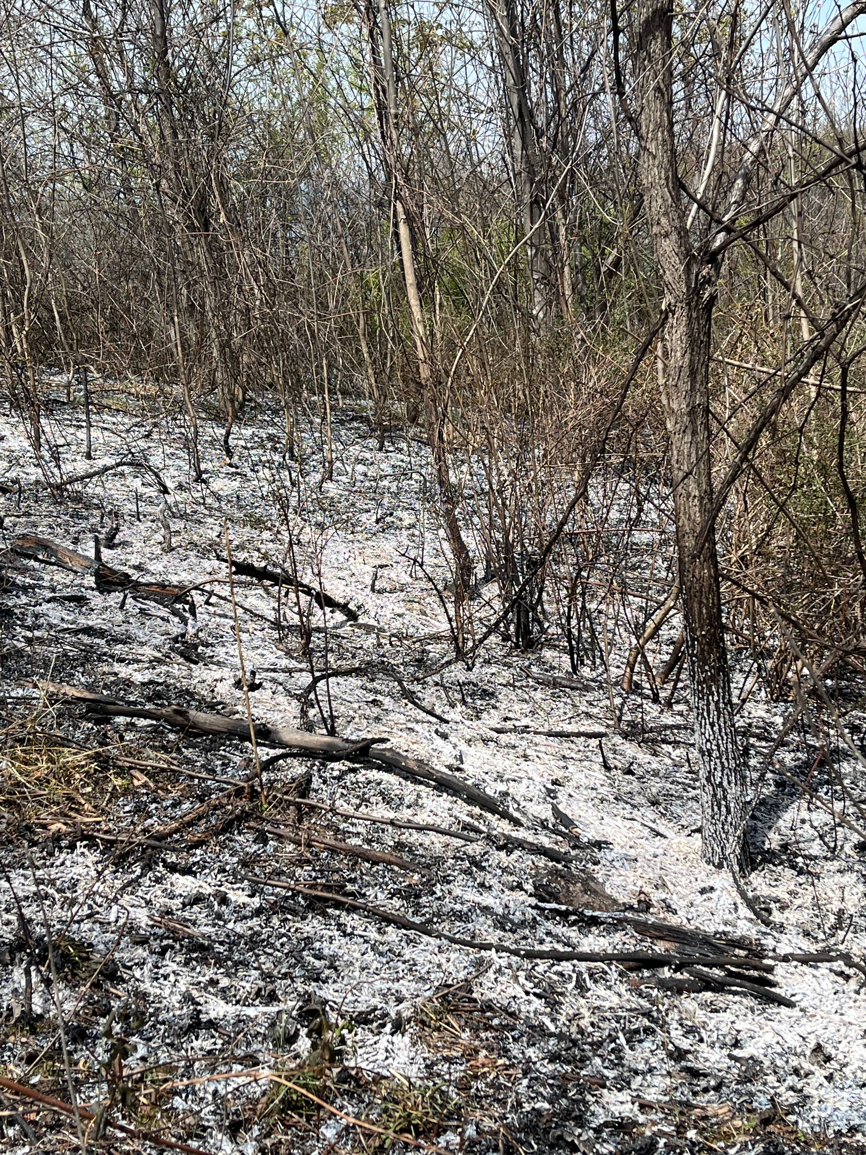 leafless saplings and a burned understory with a layer of white ash on the ground