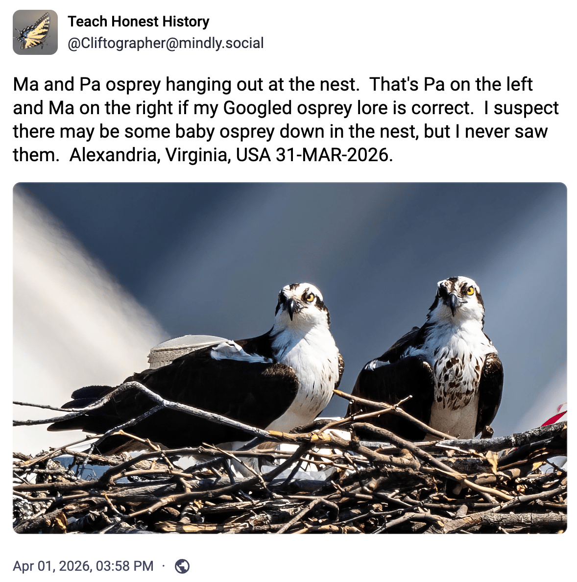 Ma and Pa osprey hanging out at the nest. That's Pa on the left and Ma on the right if my Googled osprey lore is correct. I suspect there may be some baby osprey down in the nest, but I never saw them. Alexandria, Virginia, USA 31-MAR-2026. 