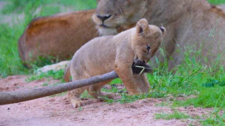 6 Facts You Probably Did Not Know About Lions