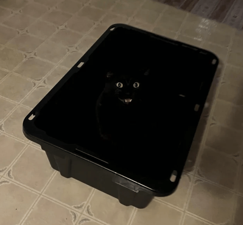 a black cat's eyes and mouth appearing from within a dark tub