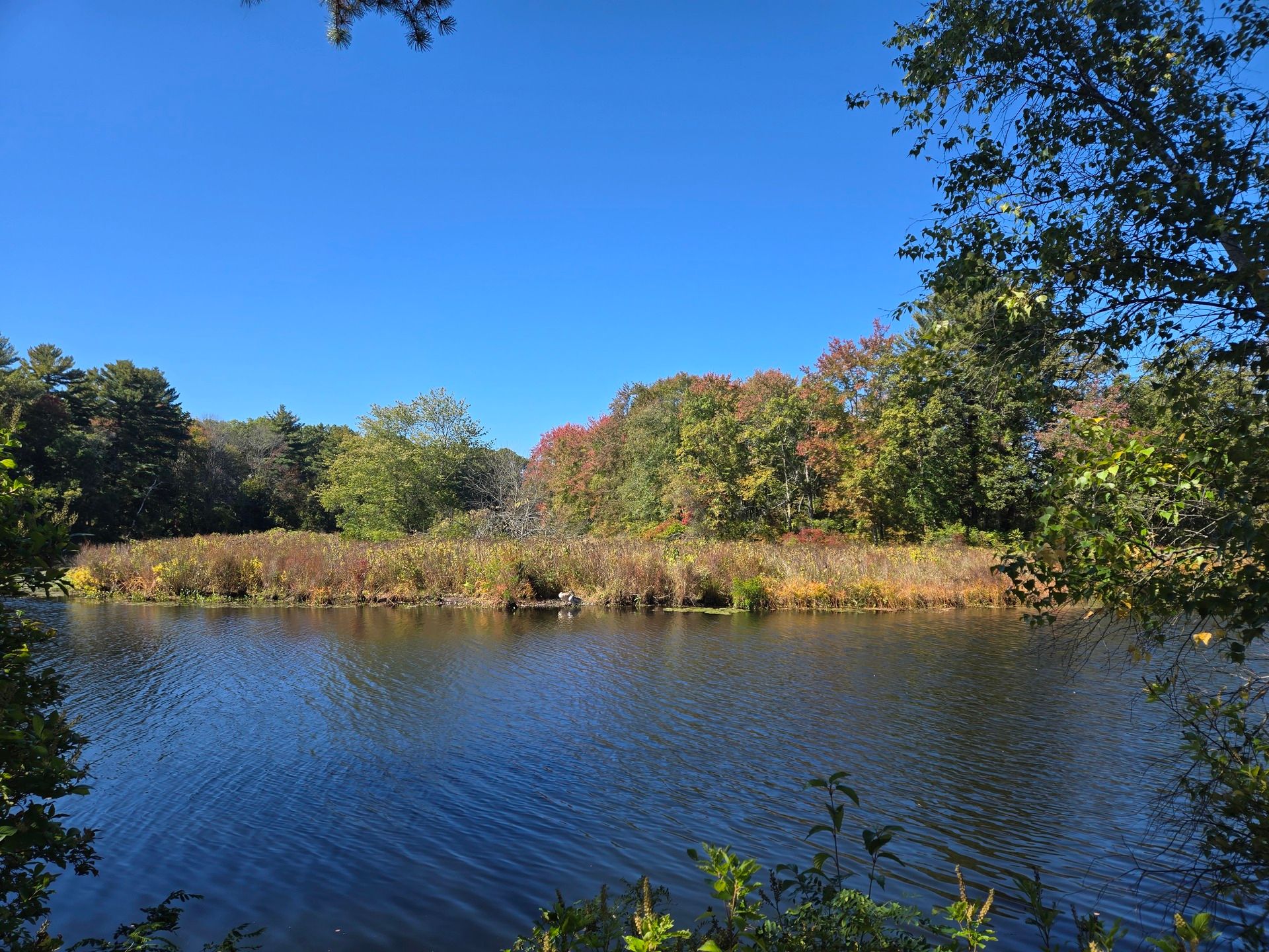 A wide bend in the Charles River on a bright, clear day. On the far bank is a swampy shore, with two juvenile swans sitting on the edge, with forest looming beyond. Many of the trees are tinged different shades of red.