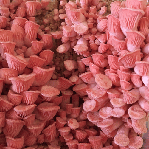 Shiitake Mushroom Substitute