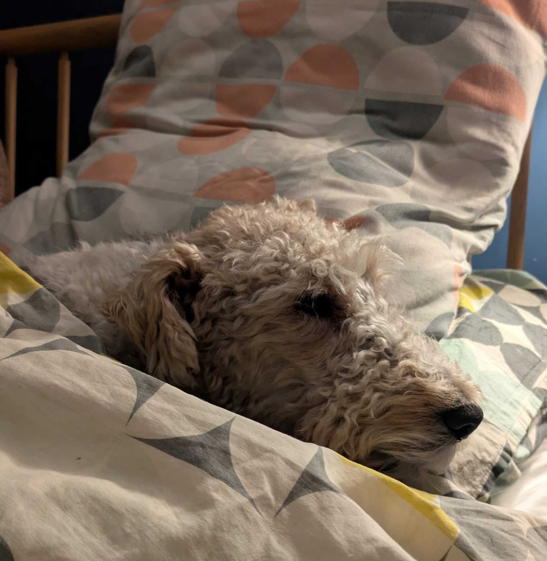 A fox terrier tucked into bed