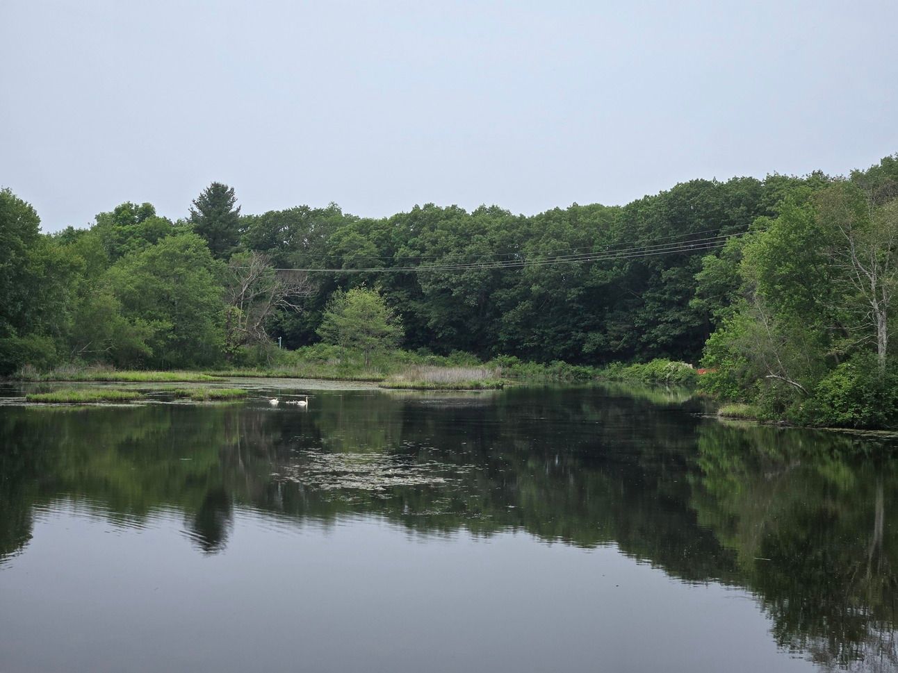 Two swans and three cygnets swimming on a quiet part of the Charles river, with forest on the far bank and a few electrical lines spanning the water. It's a bright but grey day.