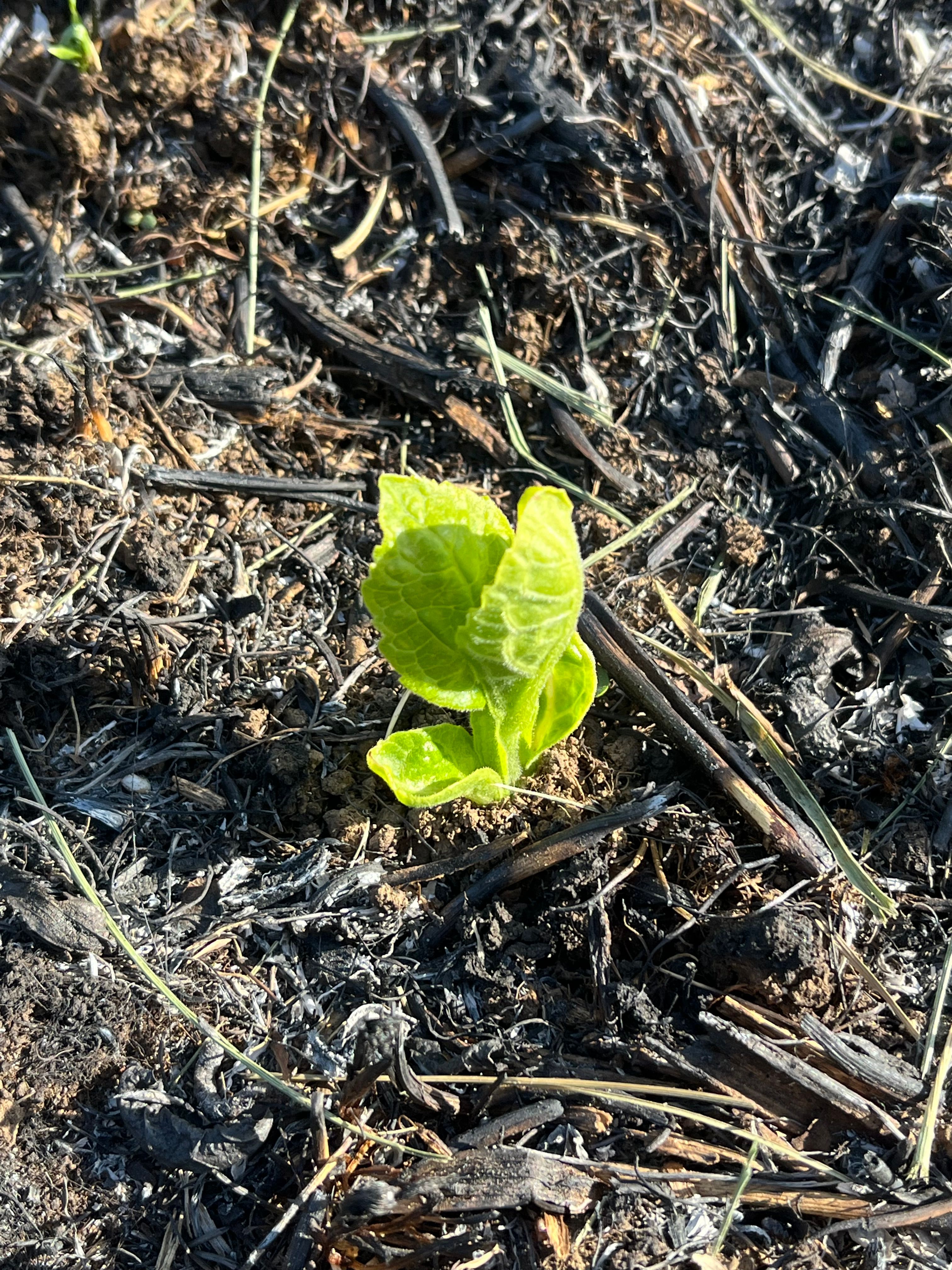 close up of tiny crownbeard leaves beginning to grow in burned ground