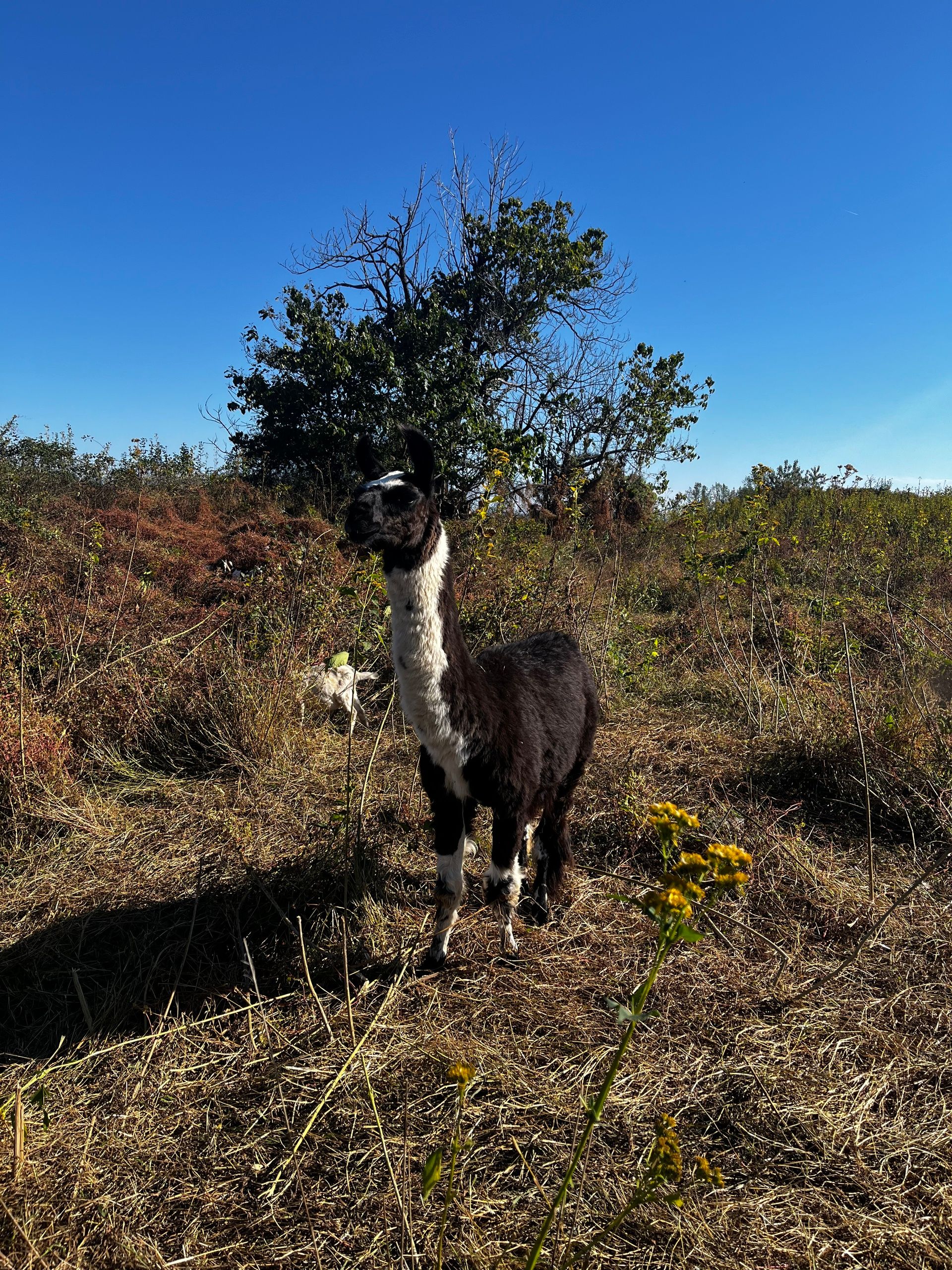 Llama standing in midst of fields where there is very little still green. Most is trampled and brownish. Dead tree in background.