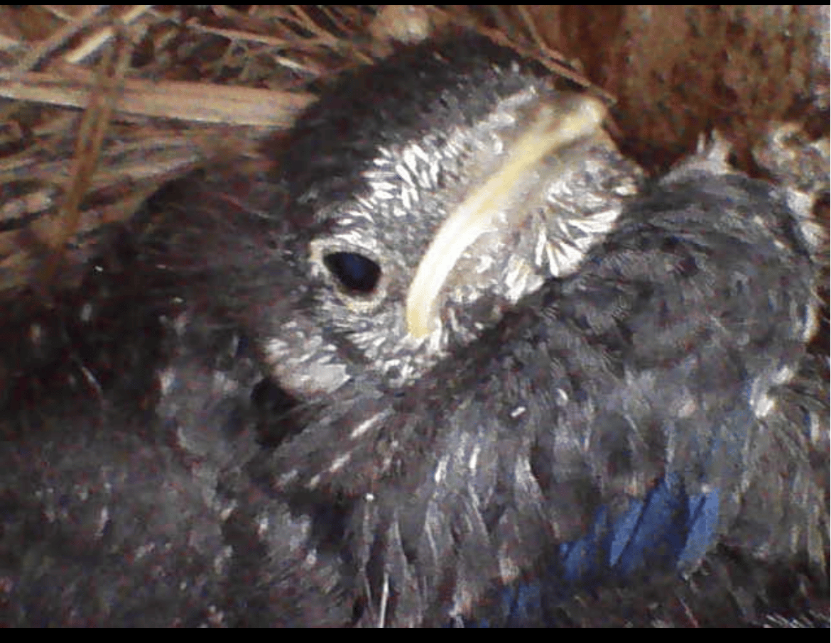 closeup of bird face looking at camera, some blue feathers visible amid gray
