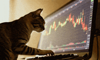 Cat Crypto GIF