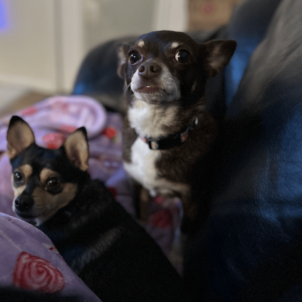 Mello & Frankie