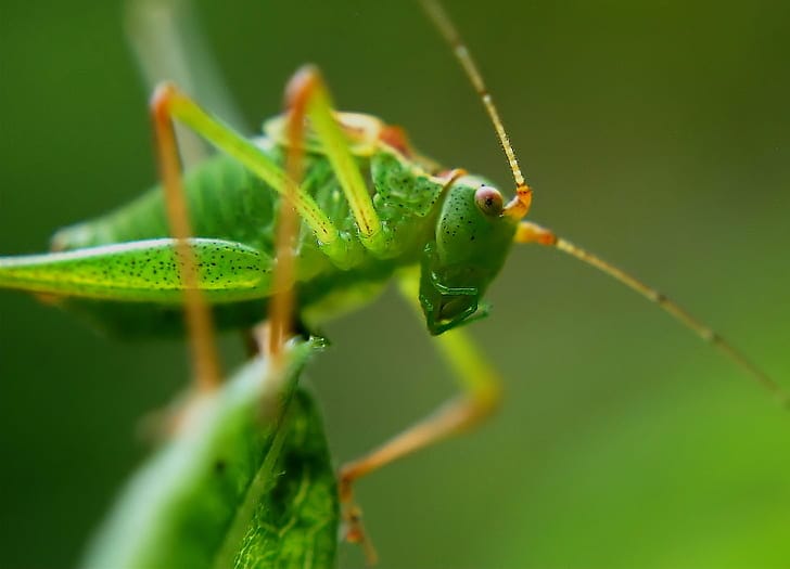 A grasshopper on a leaf.