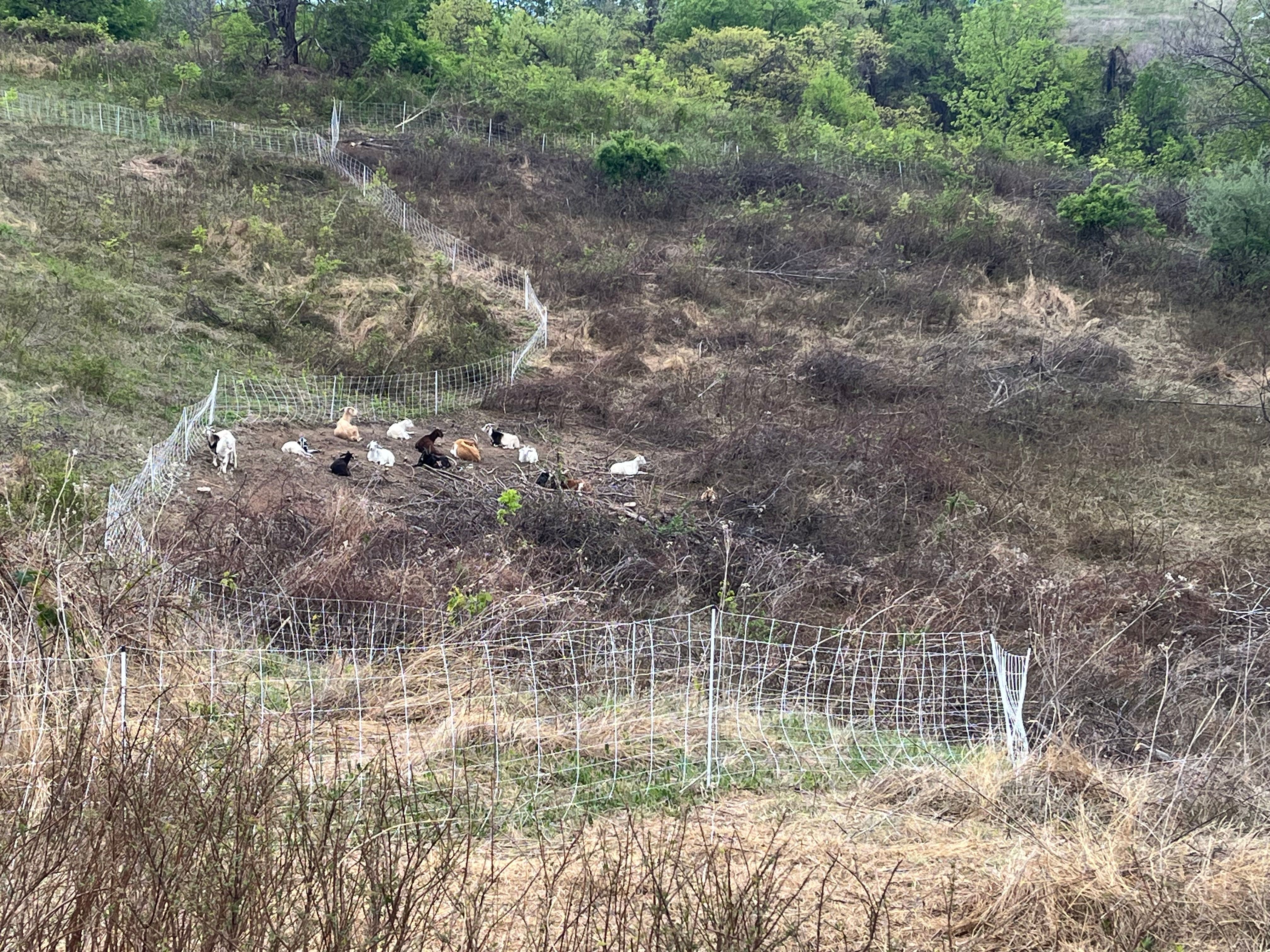 seen from a distance a wide view of a field divided partly by poly wire fencing. Goats lie on the ground near the fence. The rest of the area plants look dry brown or eaten. Across the fence is more green and behind it is dense shrubbery