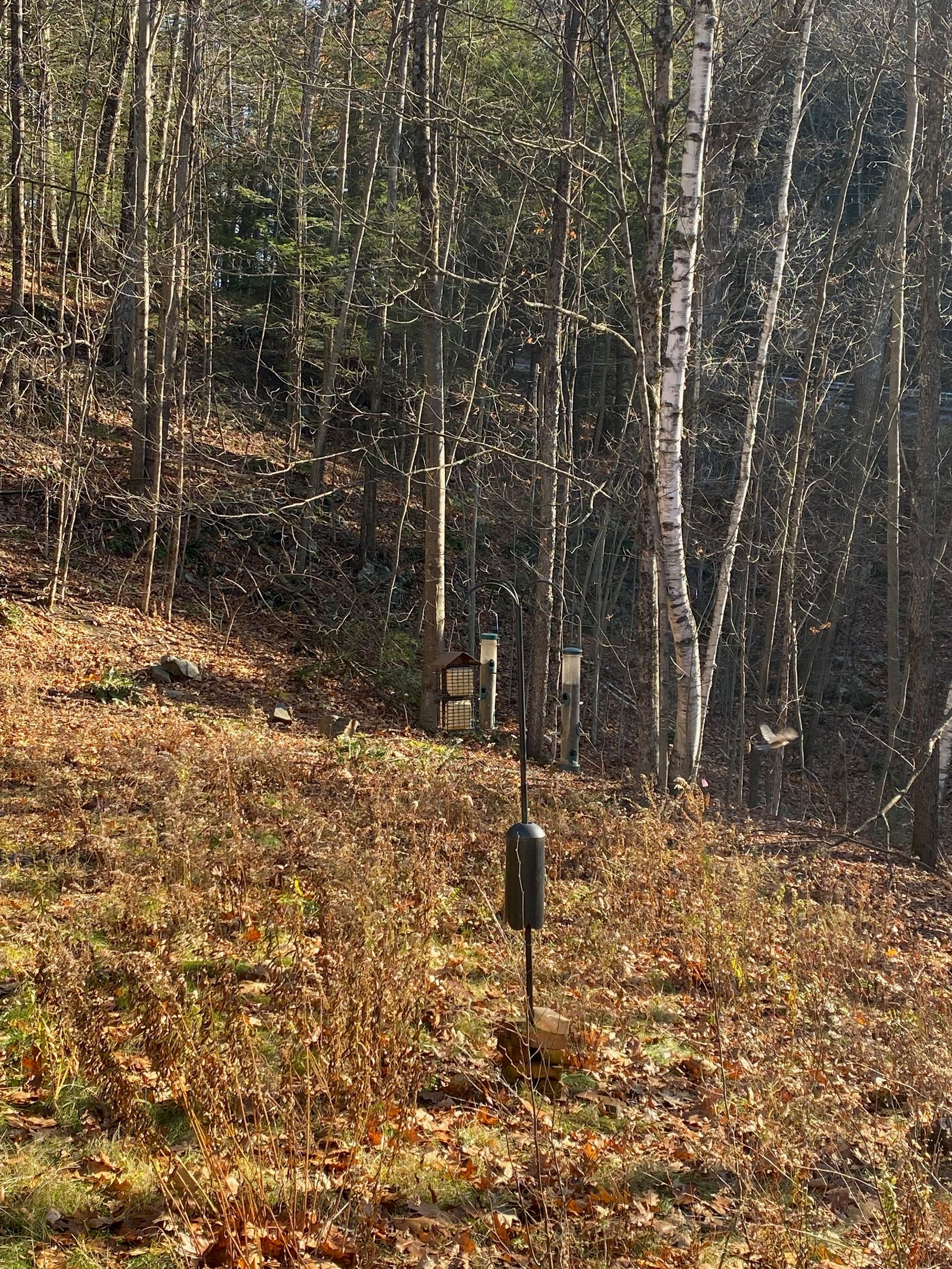 A pole with two bird feeders and a suet feeder in an overgrown yard in front of some trees.