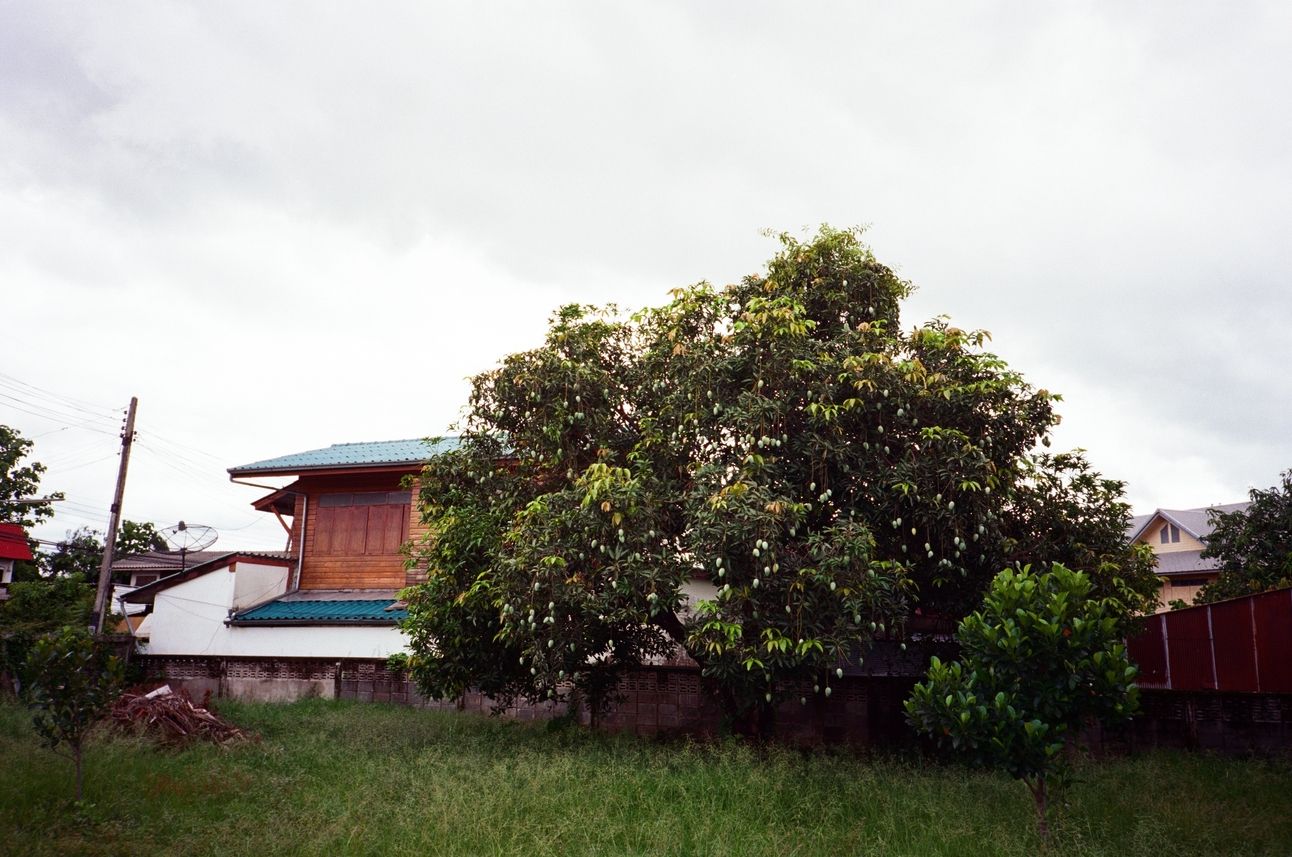 A mango tree laden with fruit obscuring a wooden and concrete house.