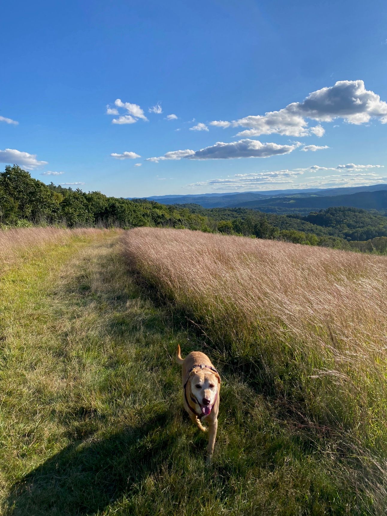 Nessa running toward the camera on a grassy path on a ridgetop. The sky is blue and full of small white clouds; there are hills in the distance.