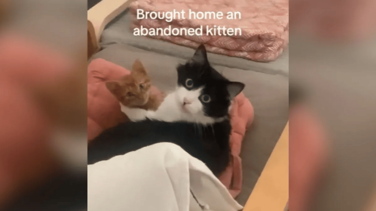 A black and white cat cuddling with an orange kitten.