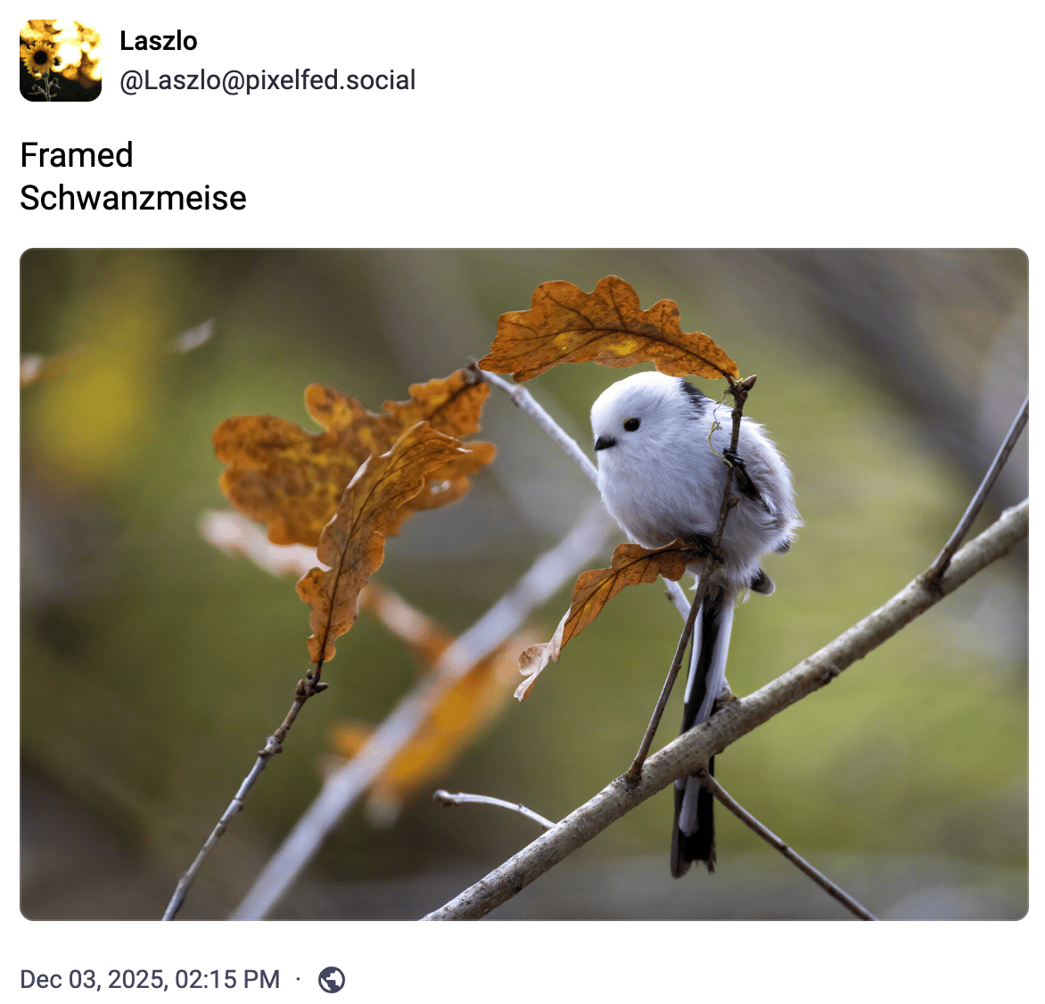 Schwanzmeise (Long-tailed tit)