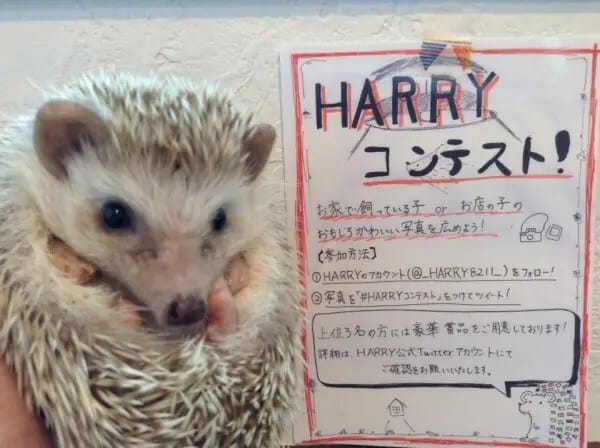 hedgehog-cafe5-600x448