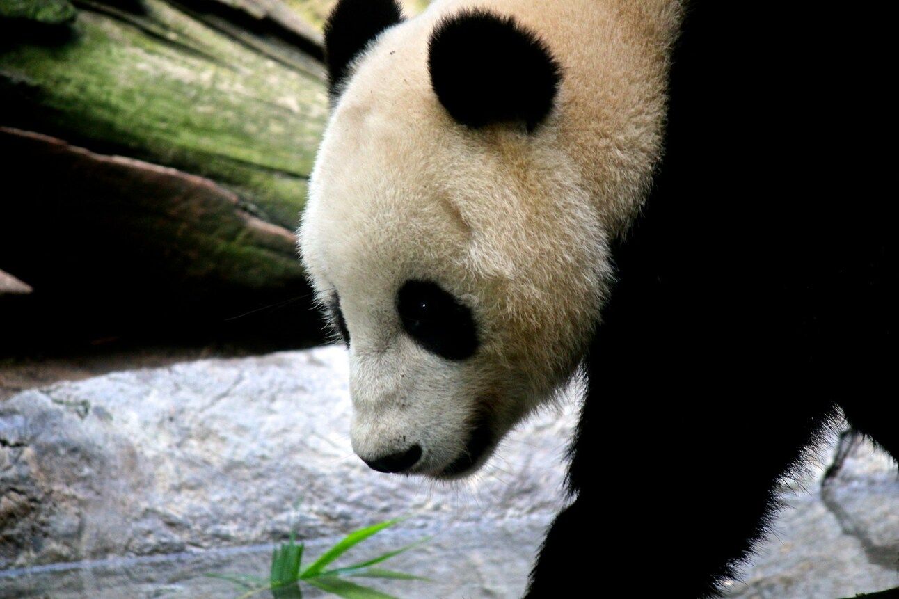 panda