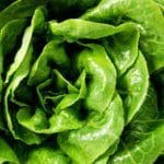 Fresh green lettuce salad leaves closeup. Vegetable salad lettuce.