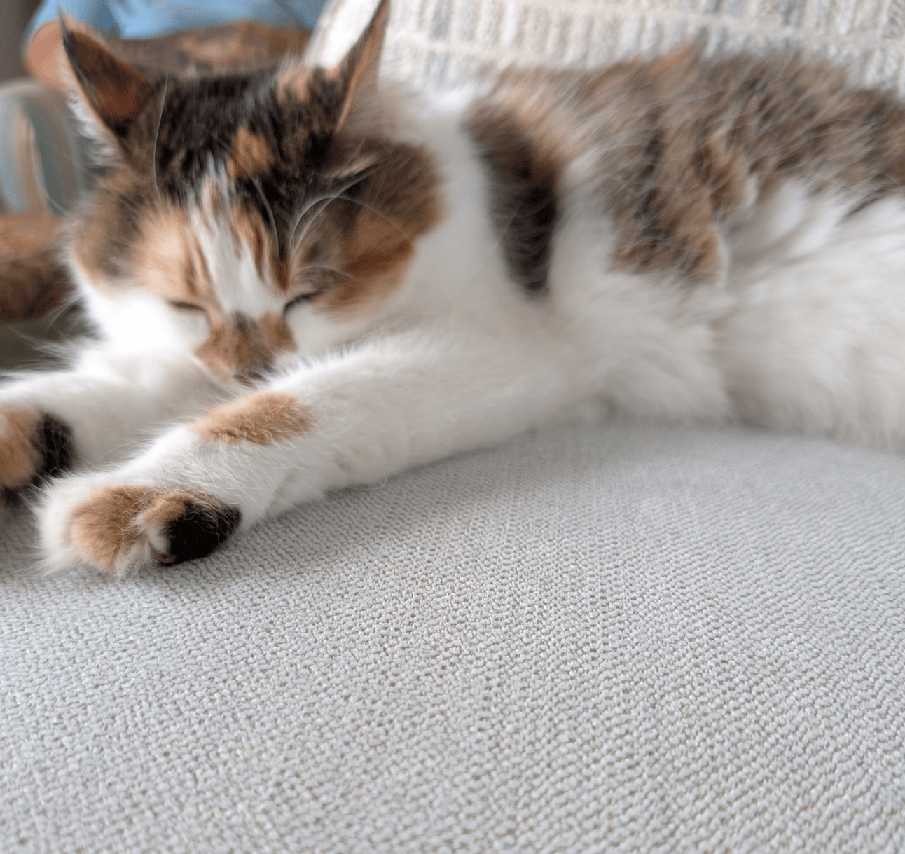 Pumpkin the cat asleep on the couchh