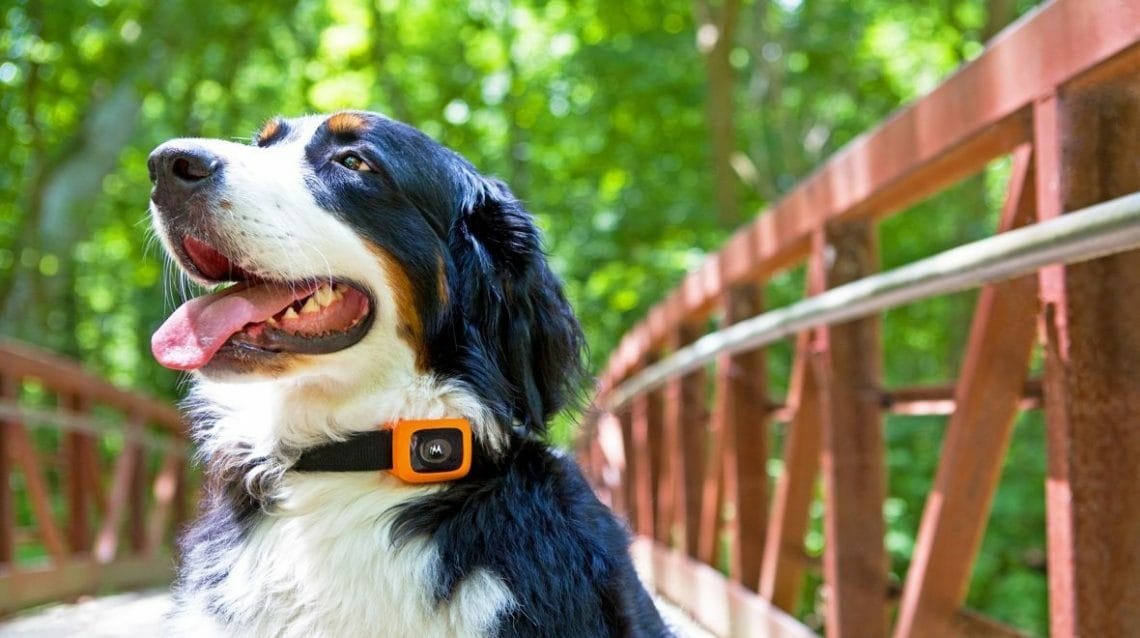 Scout Traks tracker monitor your Motorola dog 