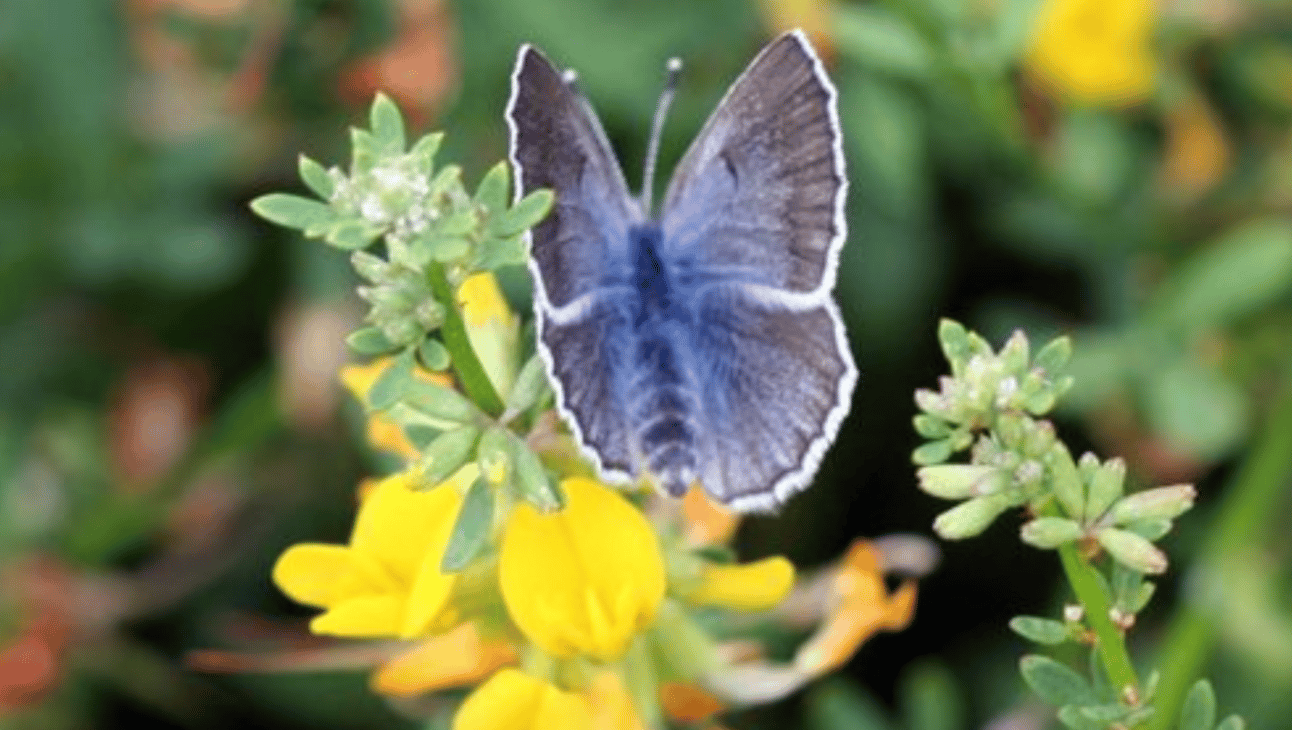 A powder-blue fuzzy butterfly with white-edged wings perches on a yellow blossom, with green stems and leaves visible in the foreground and background.