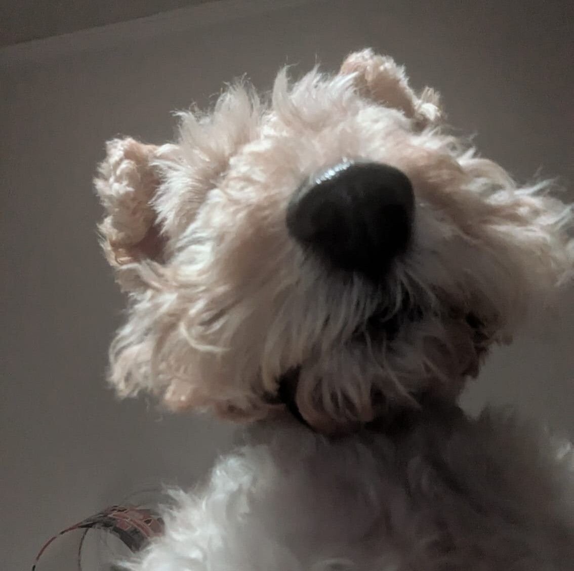 A view of a fox terrier's face from belo