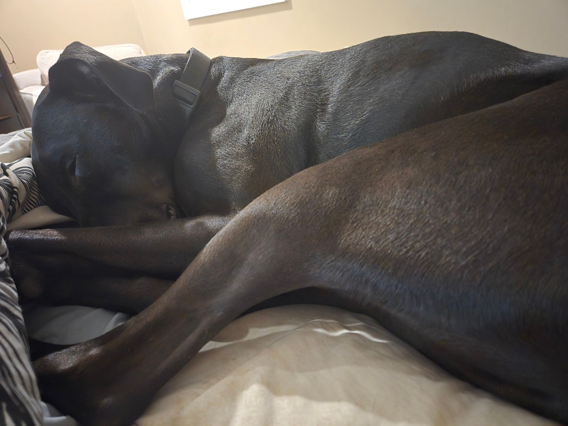 My medium-sized, short hair, black dog curled up and sleeping on a bed.