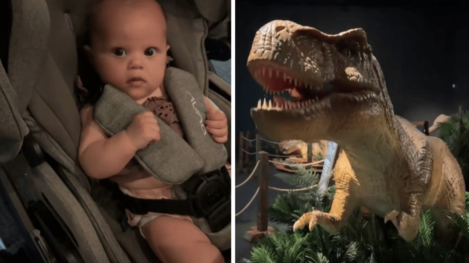 Left image is an infant being very attentive. Right image is a dinosaur animatronic the baby was watching.