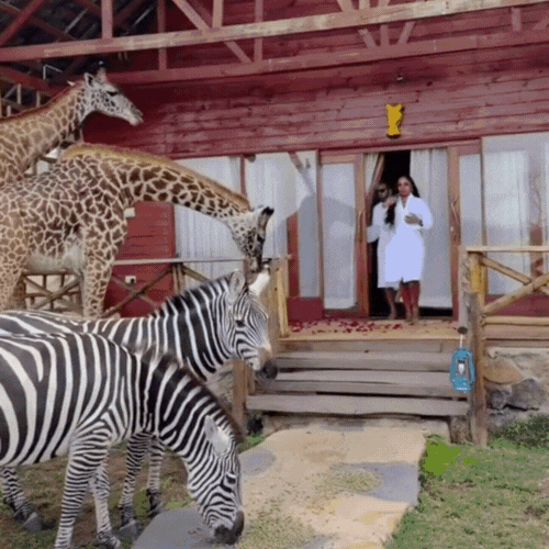 giraffes eating from a person