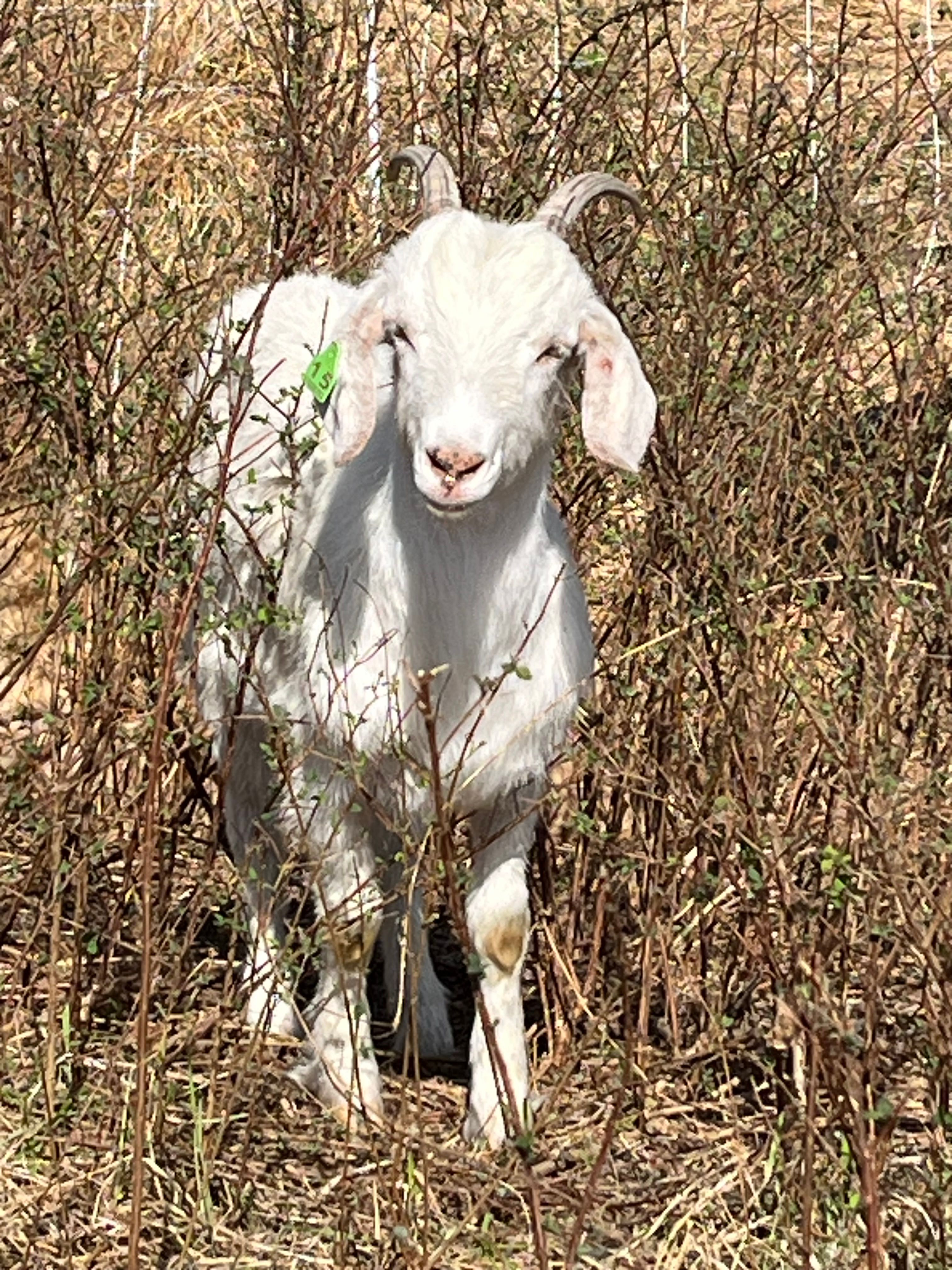 close up of a white goat with floppy ears and a pink nose, standing in bramble