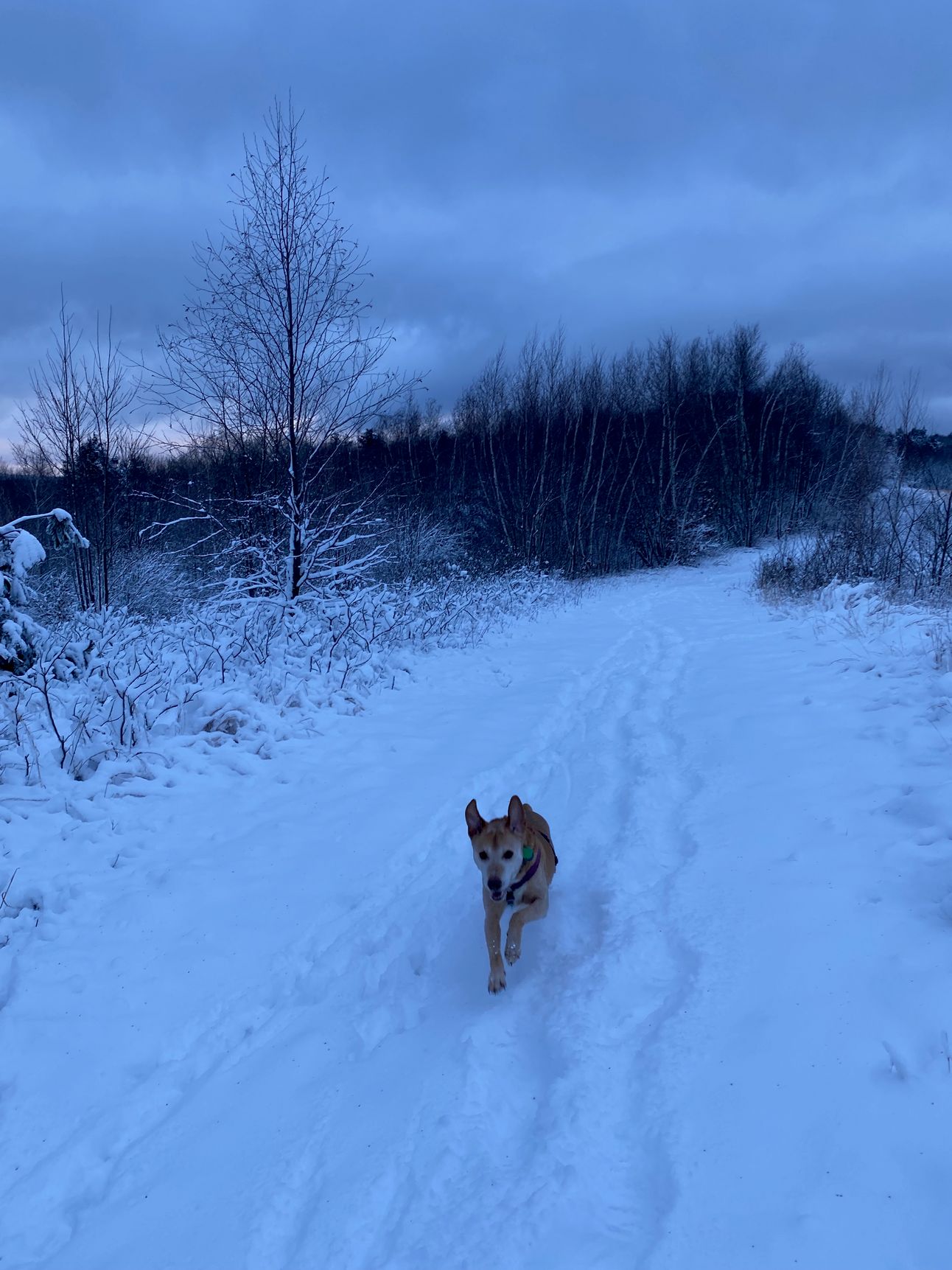 Nessa bounding along a snowy path on a grey, snowy day, ears flapping and legs extended.