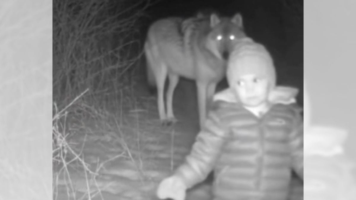 A black and white image shows a young boy wearing a jacket and beanie. A wolf appears to be behind him.
