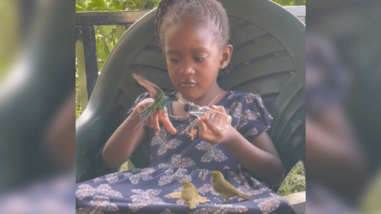 A little girl sits on a chair outside. Two hummingbirds sit on her lap. A third rests on her hand while feeding from the container she's holding in her other hand. She's concentrating as she looks down at the bird on her hand