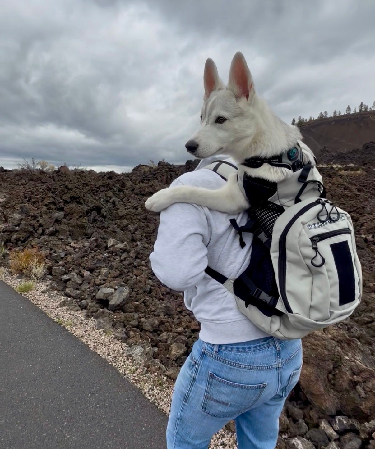White puppy in a backpack on a hike