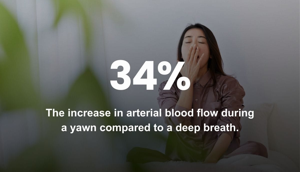 34% - The increase in arterial blood flow during a yawn compared to a deep breath.