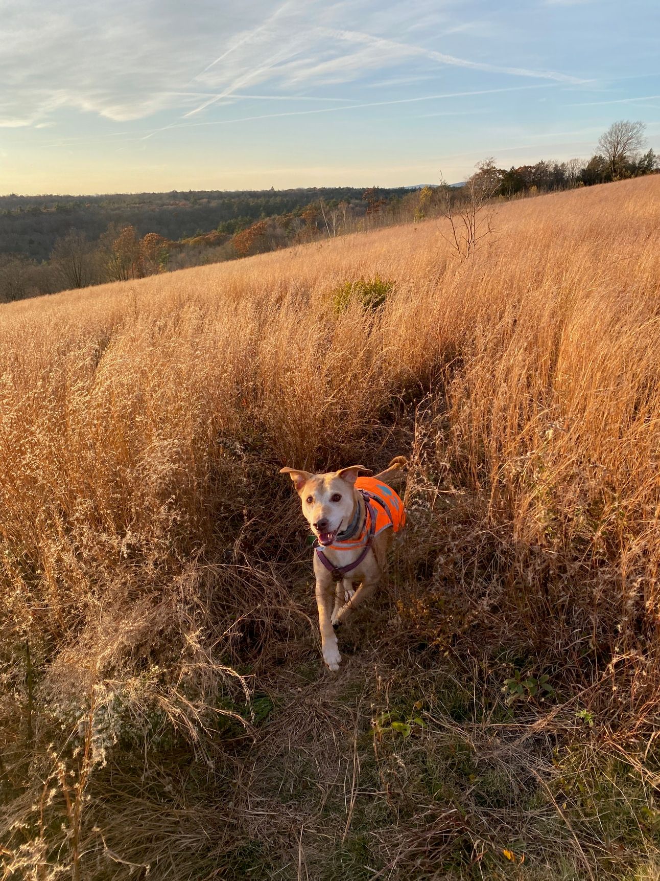 Nessa in mid-leap, running through a field of tall, golden grass on a ridgetop. Her ears are extended and she’s smiling.
