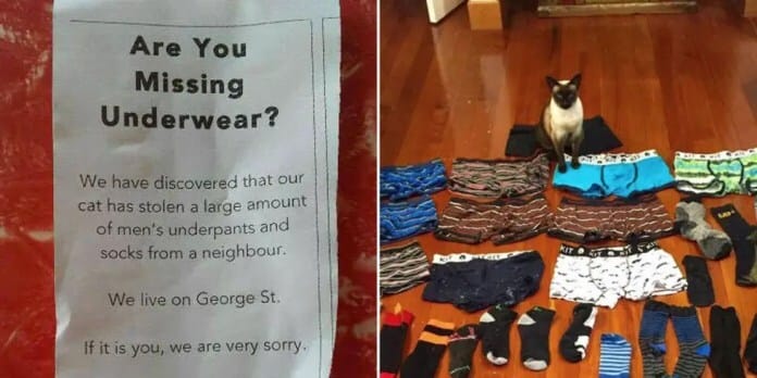 landscape-1458569072-cat-burglar