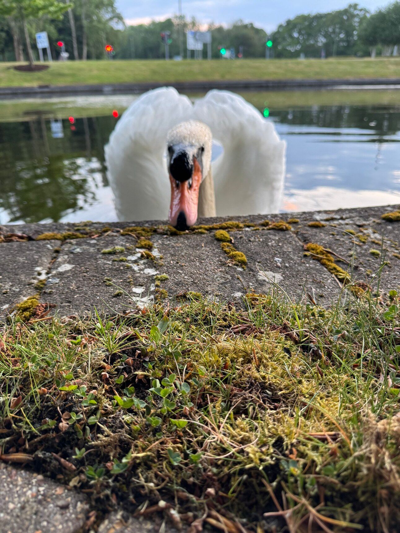 A swan approaching the bank of the lake
