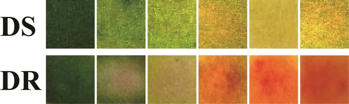 This smart dressing changes color to indicate an infection 1