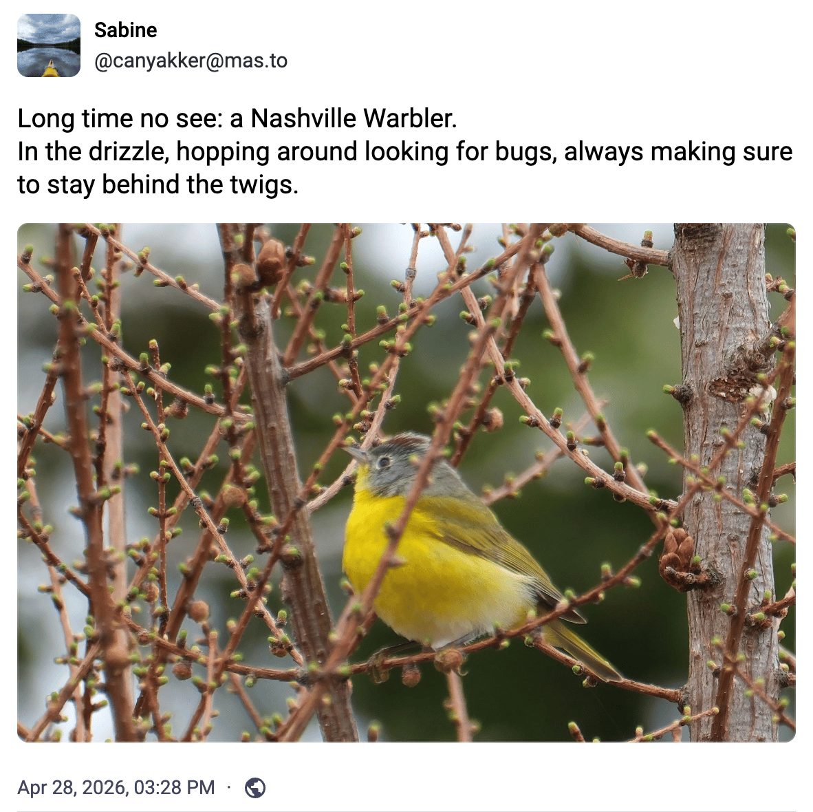 Long time no see: a Nashville Warbler. In the drizzle, hopping around looking for bugs, always making sure to stay behind the twigs. A small yellow songbird with a grey head, white eye rings, and a small red patch on the head. It is scanning the bare twigs of a Tamarack tree.