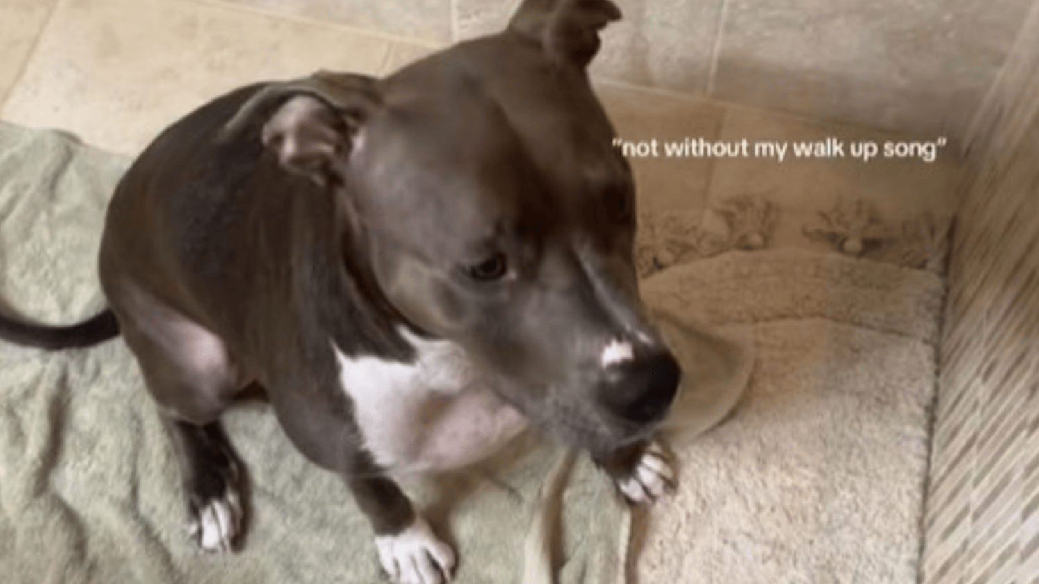 Image shows a dog that won't take a bath without a specific song playing.