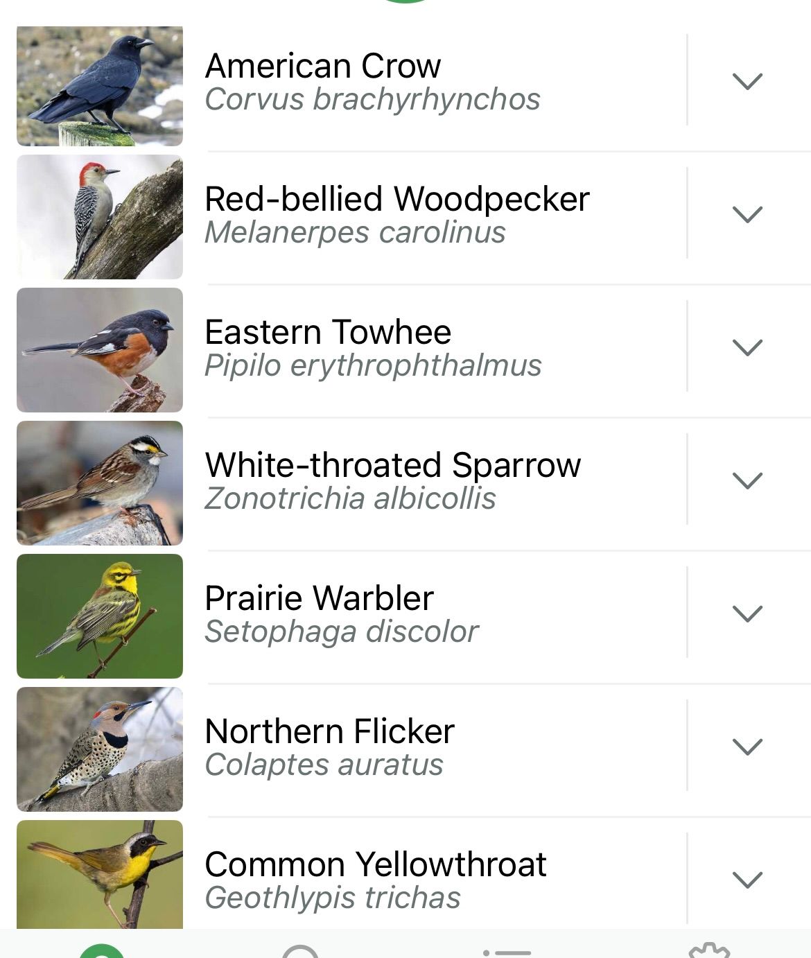 list of birds: crow, red-bellied woodpecker, towhee, white-throated sparrow, prairie warbler, northern flicker, common yellowthroat